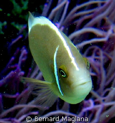 Naughty Look/Clown fish just happen to be one of my favor... by Bernard Maglana 